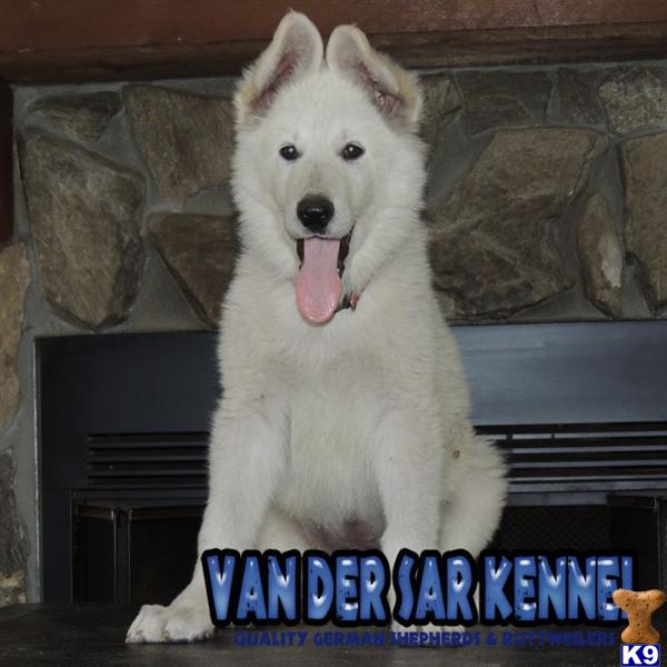 German Shepherd Puppies in FL